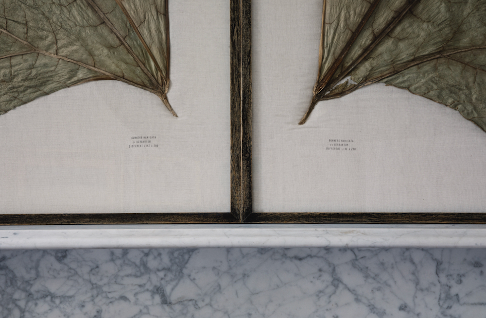 ‘Giant Leaves’ (detail) by House of Herbaria – a series of botanical pictures