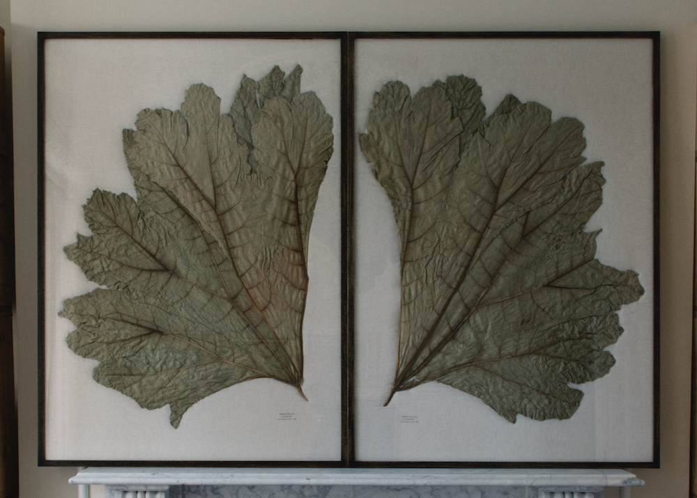 'Giant Leaves' by House of Herbaria - a series of botanical pictures